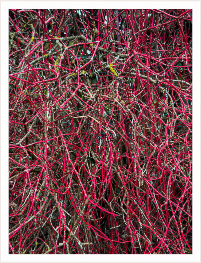 Main image Entanglement